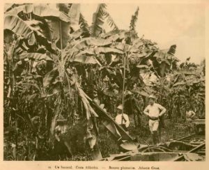 Plantación de bananas en la Costa Atlántica