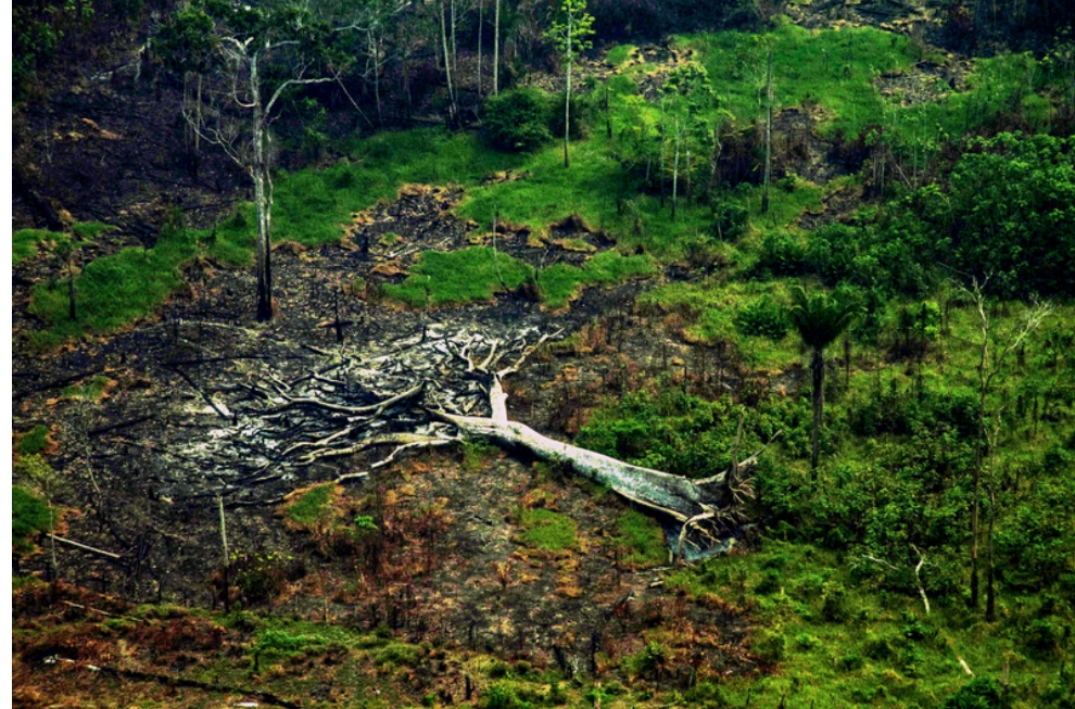 COP-30: Brasil mostra sua cara com ataques ao meio ambiente